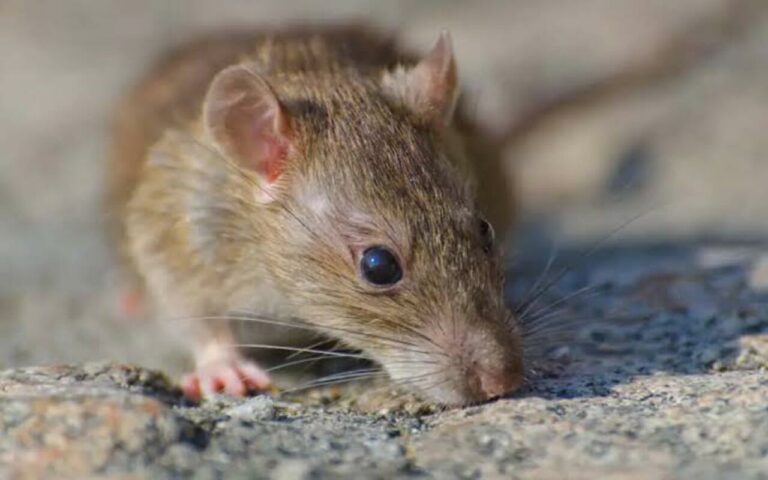 Common Rodent Species in the United Arab Emirates