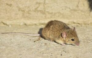 Little Critters, Big Impact .. A Guide to Common Rodent Species in the United Arab Emirates 2024 2 Common Rodent Species in the United Arab Emirates