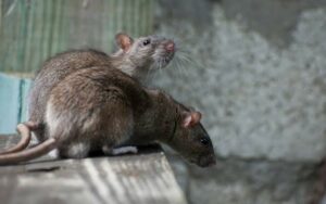 Little Critters, Big Impact .. A Guide to Common Rodent Species in the United Arab Emirates 2024 1 Common Rodent Species in the United Arab Emirates