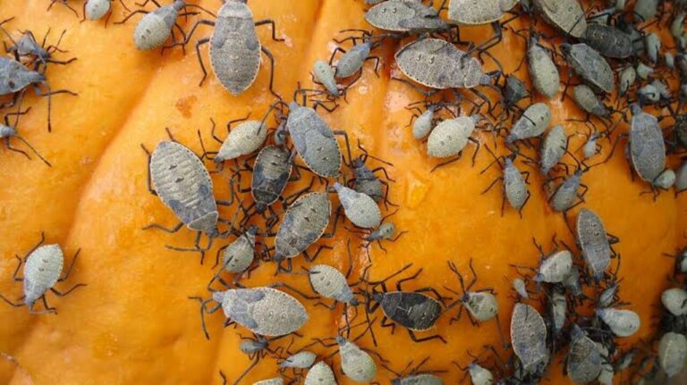 Fall Pest Invasions how to Prevent and Control 2024