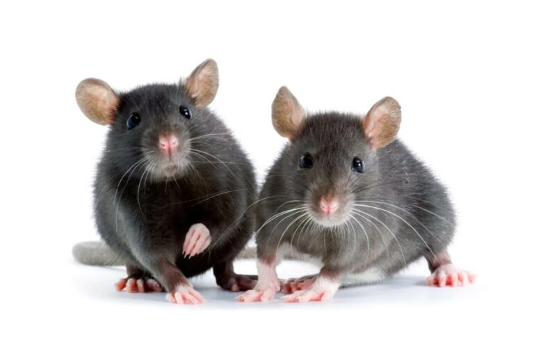 Rodent Control secrets 4 Health Risks Associated with Common Pests 2024 An Overview of Rats, Flies, Mosquitoes, Ants, and Bed Bugs