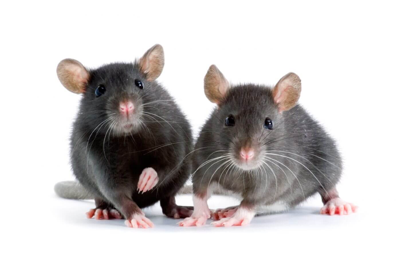 Health Risks Associated with Common Pests 2024 An Overview of Rats, Flies, Mosquitoes, Ants, and Bed Bugs