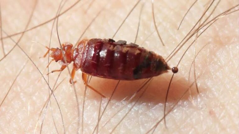 Bed bug treatment Dubai 2024 copy 0