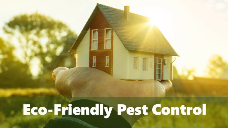 Eco Friendly Pest Control 2024
