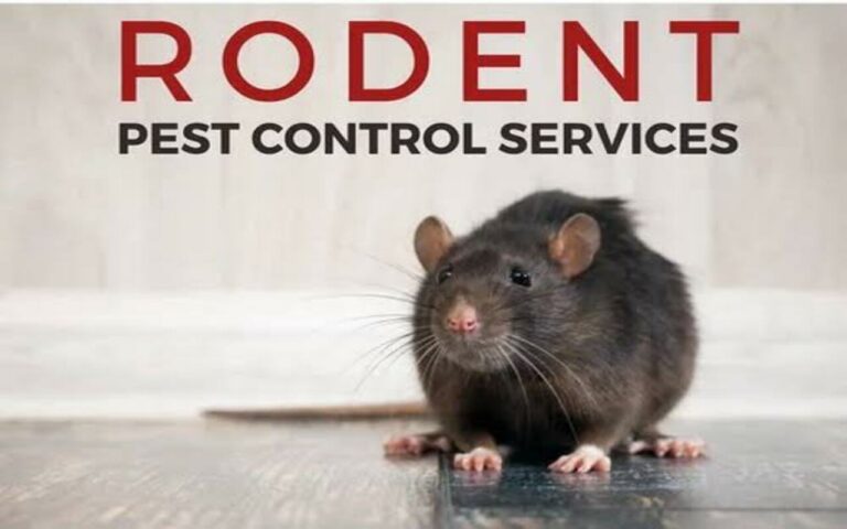 Rodent control services Dubai 2024 . copy 0