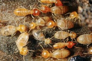 Safeguard Your Space ..Termite control in the UAE 2024 The Ultimate Guide 2 Termite control in the UAE