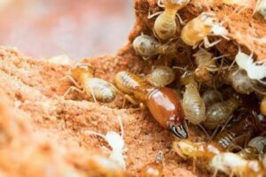 Safeguard Your Space ..Termite control in the UAE 2024 The Ultimate Guide 1 Termite control in the UAE