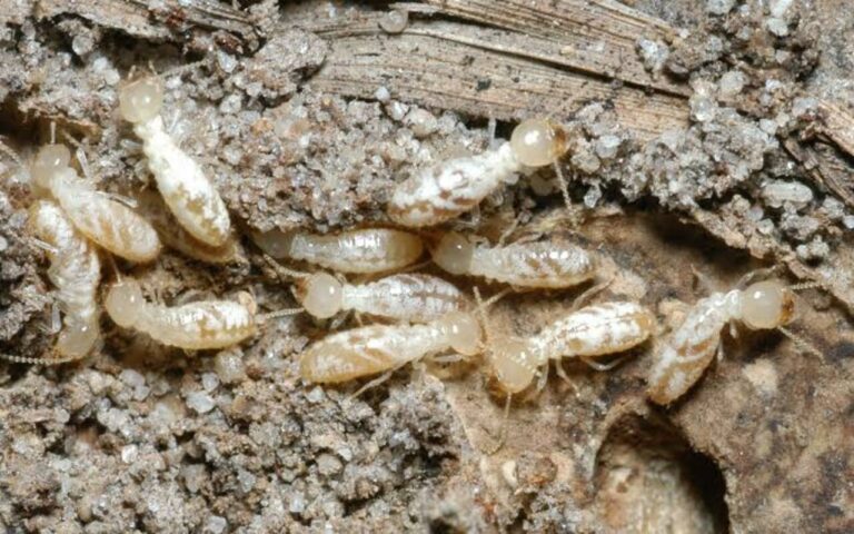 How to Choose the Right Anti Termite Solution copy 1