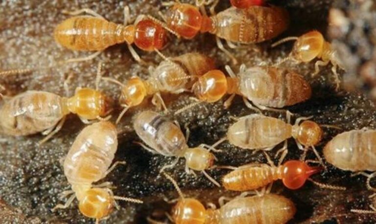 Long Term Anti Termite Solutions for Dubais Humid Climate
