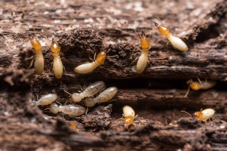 Natural Anti Termite Remedies for Dubai Homes