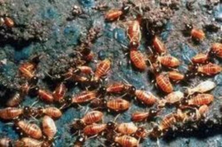 Professional Anti Termite Services What to Expect in Dubai copy 0