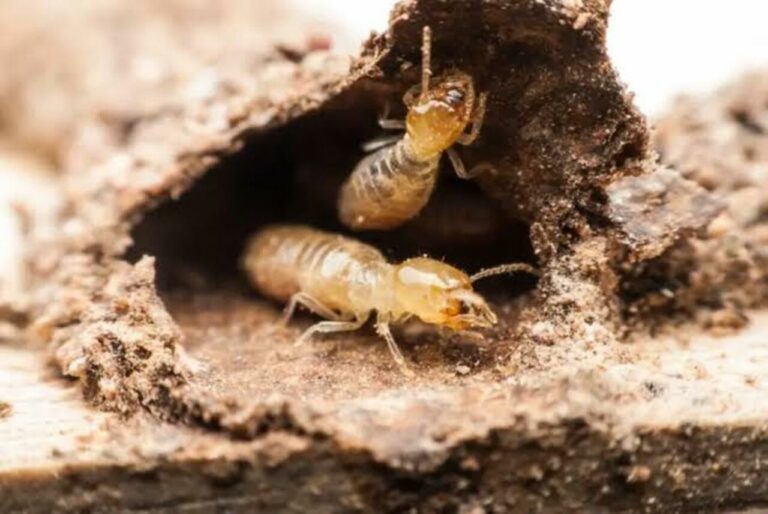 The Importance of Anti Termite Inspections in Dubai Real Estate