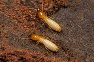 The Ultimate Guide to Anti-Termite Treatments in Dubai
