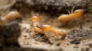 Top Anti-Termite Prevention Tips for Homes in Dubai 2024