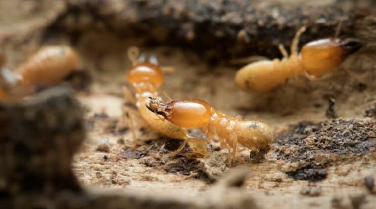 Top Anti-Termite Prevention Tips for Homes in Dubai 2024