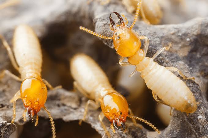 Natural Anti-Termite Remedies for Dubai Homes