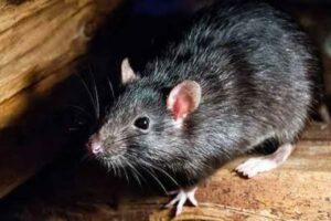 The Dangers of Rodent Infestations in Dubai 2024/2025 and the Importance of Professional Control
