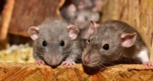 The Dangers of Rodent Infestations in Dubai 2024/2025 and the Importance of Professional Control 2 The Dangers of Rodent Infestations in Dubai 2024/2025 and the Importance of Professional Control