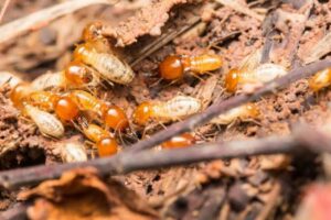 Common Anti-Termite Myths: What Dubai Homeowners Should Know
