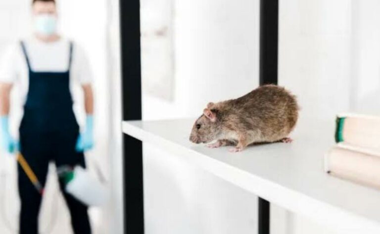 Effective Rodent Control Solutions for Homes and Businesses in Dubai copy 0