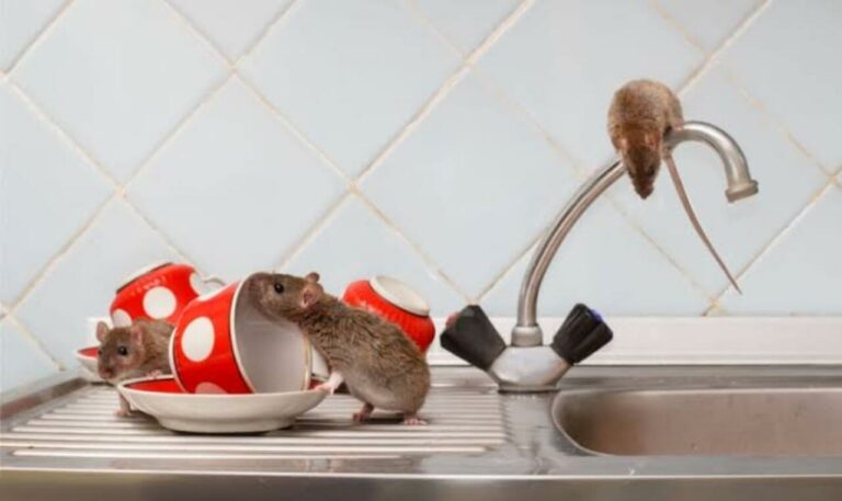 How to Prevent Rodent Infestations in Dubai's Hot and Humid Climate