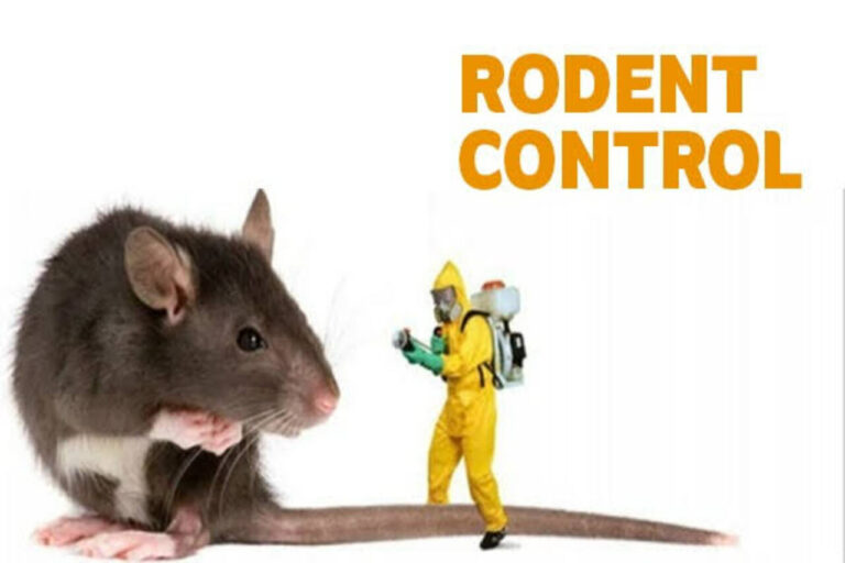 Rat Bait Stations: A Comprehensive Guide to Safe and Effective Rodent Control