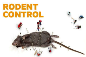 Rodent-Proofing Your Home in Dubai: A Complete Guide 2025 2 Rodent-Proofing Your Home in Dubai: A Complete Guide 2025