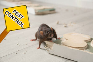 Rodent-Proofing Your Home in Dubai: A Complete Guide 2025