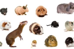 Rodent-Proofing Your Home in Dubai: A Complete Guide 2025 1 Rodent-Proofing Your Home in Dubai: A Complete Guide 2025