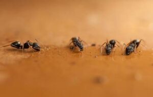 Ant Control Solutions 2025: Gel vs. Granular Baits – Which One Is Right for You? 2 Ant Control Solutions: Gel vs. Granular Baits – Which One Is Right for You?