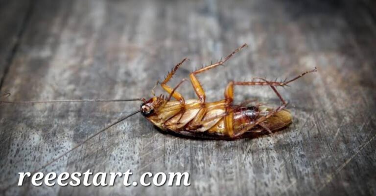 Non Toxic Methods for Controlling Cockroaches in Dubai 2025